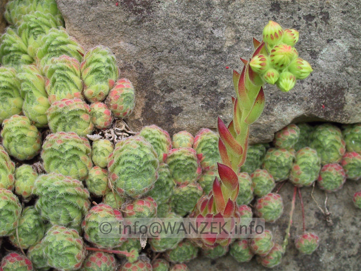 Sempervivum hybridum in Sorten 01 in Mauer.JPG